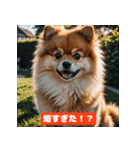 ポメラニアンの美容院あるある！？（個別スタンプ：2）