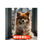 ポメラニアンの美容院あるある！？（個別スタンプ：3）