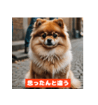 ポメラニアンの美容院あるある！？（個別スタンプ：4）