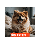 ポメラニアンの美容院あるある！？（個別スタンプ：5）