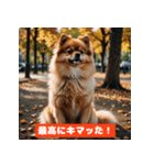 ポメラニアンの美容院あるある！？（個別スタンプ：7）