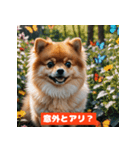 ポメラニアンの美容院あるある！？（個別スタンプ：9）
