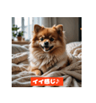 ポメラニアンの美容院あるある！？（個別スタンプ：15）