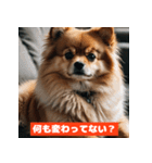 ポメラニアンの美容院あるある！？（個別スタンプ：21）