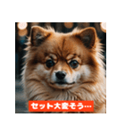ポメラニアンの美容院あるある！？（個別スタンプ：25）