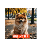 ポメラニアンの美容院あるある！？（個別スタンプ：26）