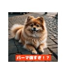 ポメラニアンの美容院あるある！？（個別スタンプ：27）