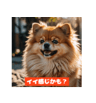 ポメラニアンの美容院あるある！？（個別スタンプ：31）