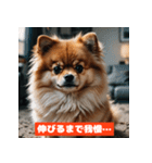 ポメラニアンの美容院あるある！？（個別スタンプ：33）