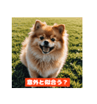 ポメラニアンの美容院あるある！？（個別スタンプ：34）