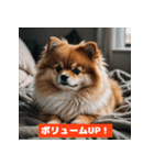 ポメラニアンの美容院あるある！？（個別スタンプ：37）