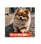ポメラニアンの美容院あるある！？（個別スタンプ：39）