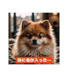ポメラニアンの美容院あるある！？（個別スタンプ：40）