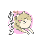シンプルなポメラニアンのスタンプ（個別スタンプ：1）