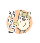 シンプルなポメラニアンのスタンプ（個別スタンプ：5）