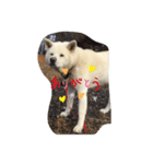 真っ白秋田犬 ゴンベ君 スタンプ（個別スタンプ：1）