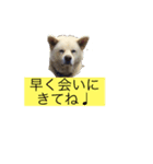 真っ白秋田犬 ゴンベ君 スタンプ（個別スタンプ：2）