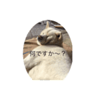 真っ白秋田犬 ゴンベ君 スタンプ（個別スタンプ：3）