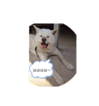 真っ白秋田犬 ゴンベ君 スタンプ（個別スタンプ：4）