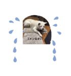 真っ白秋田犬 ゴンベ君 スタンプ（個別スタンプ：5）