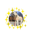 真っ白秋田犬 ゴンベ君 スタンプ（個別スタンプ：6）