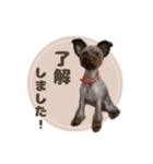 シュナウザーのロイロナちゃんスタンプ（個別スタンプ：3）