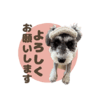 シュナウザーのロイロナちゃんスタンプ（個別スタンプ：9）