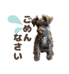 シュナウザーのロイロナちゃんスタンプ（個別スタンプ：11）