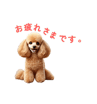 よく使う♡トイプードルの受け答え（個別スタンプ：3）