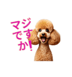 よく使う♡トイプードルの受け答え（個別スタンプ：13）