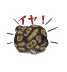 ボールパイソンのスタンプ（個別スタンプ：13）