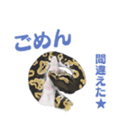 ボールパイソンのスタンプ（個別スタンプ：14）