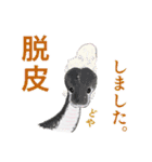 ボールパイソンのスタンプ（個別スタンプ：19）