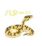 ボールパイソンのスタンプ（個別スタンプ：23）