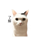 まつもとたける 証明写真（了解）（個別スタンプ：14）