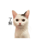 まつもとたける 証明写真（了解）（個別スタンプ：16）