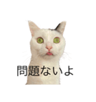 まつもとたける 証明写真（全肯定）（個別スタンプ：4）