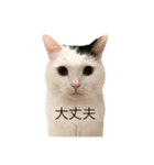 まつもとたける 証明写真（全肯定）（個別スタンプ：7）