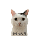 まつもとたける 証明写真（全肯定）（個別スタンプ：10）
