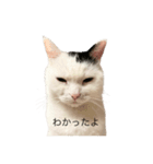 まつもとたける 証明写真（全肯定）（個別スタンプ：13）