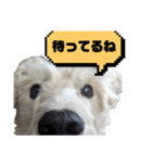 福太郎だよ（個別スタンプ：19）