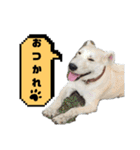 福太郎だよ（個別スタンプ：21）