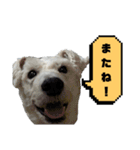 福太郎だよ（個別スタンプ：37）