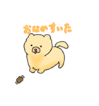 チャウチャウのこゆぞう（個別スタンプ：15）