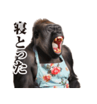 関西弁ゴリラ【家族連絡】（個別スタンプ：3）