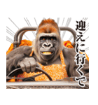 関西弁ゴリラ【家族連絡】（個別スタンプ：9）