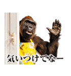 関西弁ゴリラ【家族連絡】（個別スタンプ：15）