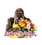 関西弁ゴリラ【家族連絡】（個別スタンプ：20）
