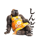 関西弁ゴリラ【家族連絡】（個別スタンプ：28）