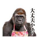関西弁ゴリラ【家族連絡】（個別スタンプ：36）